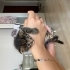 3 haftalık 3 kardeş fotoğraf