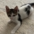 2 aylık çok seveceğiniz oyuncu dişi tekir kedi fotoğraf