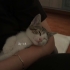 2 aylık çok seveceğiniz oyuncu dişi tekir kedi fotoğraf