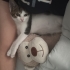2 aylık çok seveceğiniz oyuncu dişi tekir kedi fotoğraf