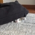 2 aylık çok seveceğiniz oyuncu dişi tekir kedi fotoğraf