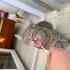 KISIR EVCİL BRİTİSH YETİŞKİN KEDİ fotoğraf