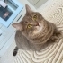 KISIR EVCİL BRİTİSH YETİŞKİN KEDİ fotoğraf