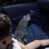 KISIR ERKEK BRİTİSH EV KEDİSİ fotoğraf