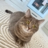 KISIR ERKEK BRİTİSH EV KEDİSİ fotoğraf