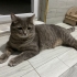 KISIR ERKEK BRİTİSH EV KEDİSİ fotoğraf