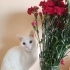AŞILARI TAM VE ÇİPLİ VAN KEDİSİ..!! ACİİLL..!! fotoğraf