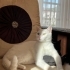 AŞILARI TAM VE ÇİPLİ VAN KEDİSİ..!! ACİİLL..!! fotoğraf