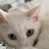 AŞILARI TAM VE ÇİPLİ VAN KEDİSİ..!! ACİİLL..!! fotoğraf