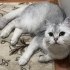 KISIR ERKEK UYSAL KEDİ fotoğraf