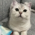 KISIR ERKEK UYSAL KEDİ fotoğraf