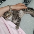 Poğça ya yuva arıyorum fotoğraf