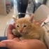 acil sahiplendirilicek fotoğraf