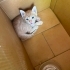 acil sahiplendirilicek fotoğraf