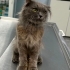 Sokakta Yaşayan Scottish Fold Einstein Kedimize Yuva Arıyoruz fotoğraf