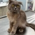 Sokakta Yaşayan Scottish Fold Einstein Kedimize Yuva Arıyoruz fotoğraf