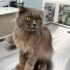 Sokakta Yaşayan Scottish Fold Einstein Kedimize Yuva Arıyoruz fotoğraf