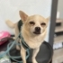Çok tatlı bir köpek seveceğinize eminim fotoğraf