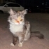Yollarda Arabalarla Mücadele Edemeyecek Tüy Yumağı fotoğraf