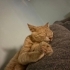Çok hareketli oynak tatlış bir bebek fotoğraf