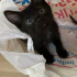 3 AYLIK YAVRULARA YUVA ARIYORUZ fotoğraf