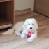 Harika bir dost Maltese 5 aylık/ücretsiz Sahiplendirme fotoğraf