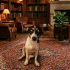 İZMİR VE ÇEVRESİ /Jack russel kırması fotoğraf