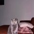 ERKEK KISIR ÖMÜRLÜK YUVA ARANIYOR fotoğraf