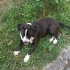 Staffordshire Bull terrier- dişi/kisir- oyun delisi bir cocuk fotoğraf