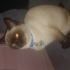 Çarpıcı gözlü Siyam Kedimiz Kardem fotoğraf