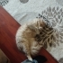 Merhabalar yakışıklı Tejoya yuva olmak ister misiniz fotoğraf