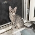 Dünya tatlısı gri renkli yavru kedi fotoğraf