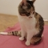 Engelli Kedi için acil yuva fotoğraf