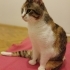 Engelli Kedi için acil yuva fotoğraf