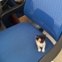 3 HAFTALIK ÇOK ŞİRİN İNSTAGRAM KEDİSİ fotoğraf