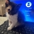 3 HAFTALIK ÇOK ŞİRİN İNSTAGRAM KEDİSİ fotoğraf
