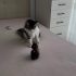 3 HAFTALIK ÇOK ŞİRİN İNSTAGRAM KEDİSİ fotoğraf