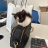 3 HAFTALIK ÇOK ŞİRİN İNSTAGRAM KEDİSİ fotoğraf