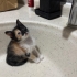 3 HAFTALIK ÇOK ŞİRİN İNSTAGRAM KEDİSİ fotoğraf