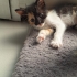 3 HAFTALIK ÇOK ŞİRİN İNSTAGRAM KEDİSİ fotoğraf