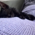 1 aylık kedi karam fotoğraf
