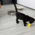1 aylık kedi karam fotoğraf