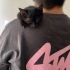 1 aylık kedi karam fotoğraf