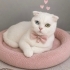 Ücretsiz sahiplenme Scottish kedi fotoğraf
