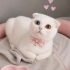 Ücretsiz sahiplenme Scottish kedi fotoğraf