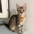 4 aylık dişi yavru kedi fotoğraf