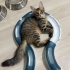 4 aylık dişi yavru kedi fotoğraf
