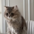 Oğlumuz Leo ya ömürlük yuva fotoğraf