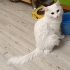 Güzel kızımız Pamuk ömurluk yuva ariyir🙏🧿 fotoğraf