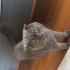 Sakin , uyumlu, cana yakın fotoğraf